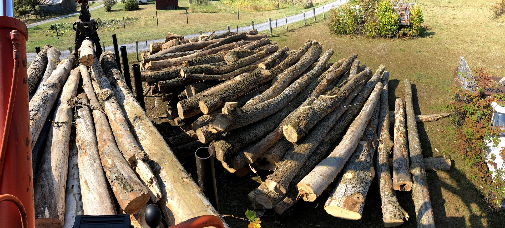 Wood logs cut for bulk firewood sale