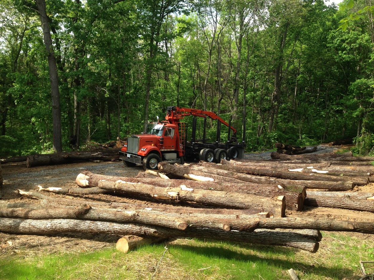 Harvested wood staged for buyer layout