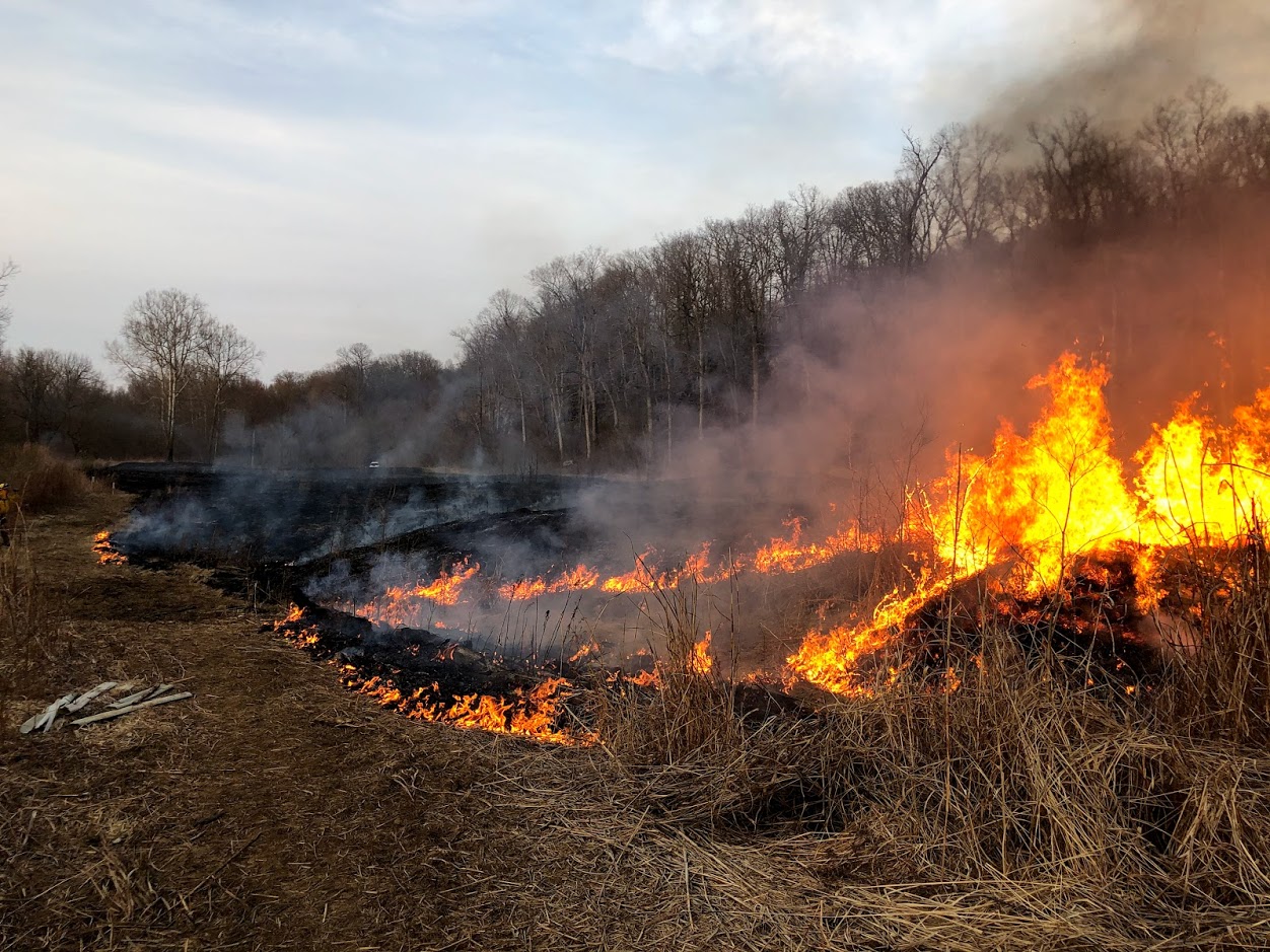 A prescribed burn clearing a field to promote native grasses